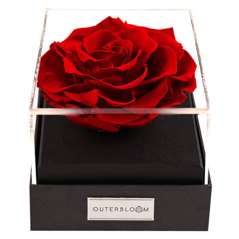 Outerbloom Moment of Love