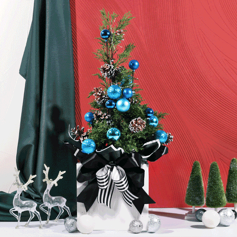 Outerbloom Blue Twinkle Pine in Pot