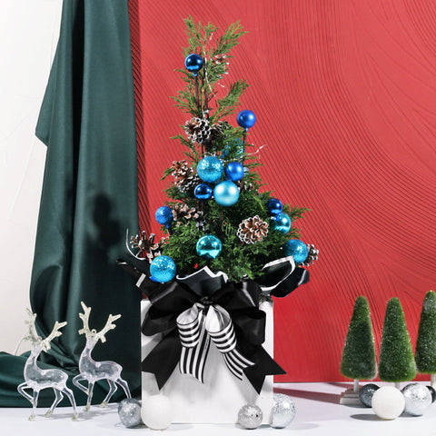 Outerbloom Blue Twinkle Pine in Pot