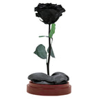 Enchanted Dome - Midnight Black
