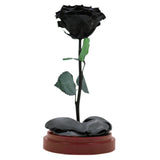 Enchanted Dome - Midnight Black