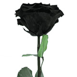 Enchanted Dome - Midnight Black