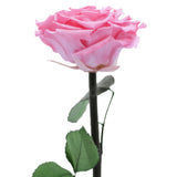 Enchanted Dome - Charming Pink