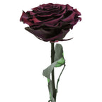 Enchanted Dome - Wine Red