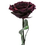 Enchanted Dome - Wine Red