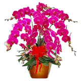 Classic Purple Orchid Majesty in Vase