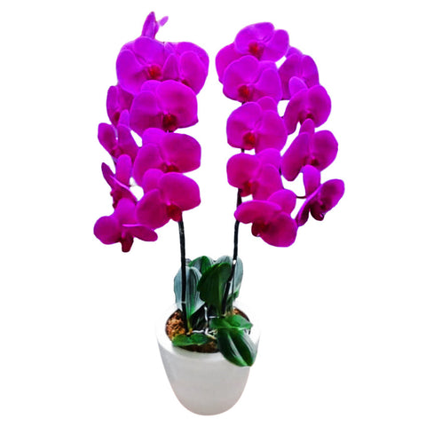 Classic Purple Orchid Majesty in Vase