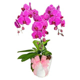 Classic Purple Orchid Majesty in Vase