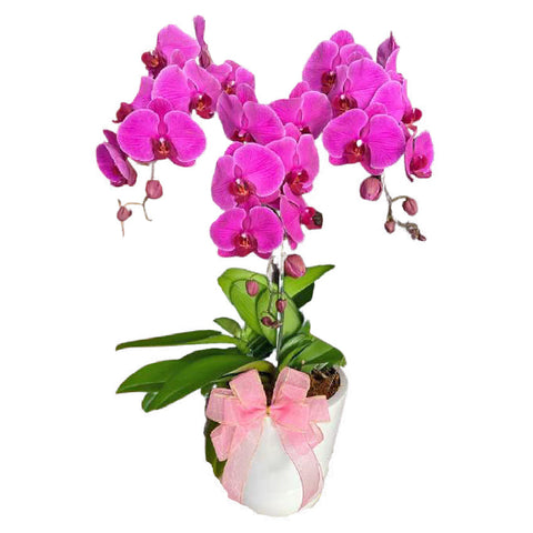 Classic Purple Orchid Majesty in Vase