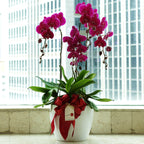 Classic Purple Orchid Majesty in Vase