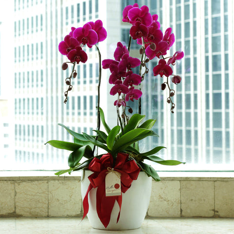 Classic Purple Orchid Majesty in Vase
