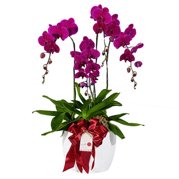 Classic Purple Orchid Majesty in Vase