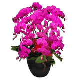 Classic Purple Orchid Majesty in Vase