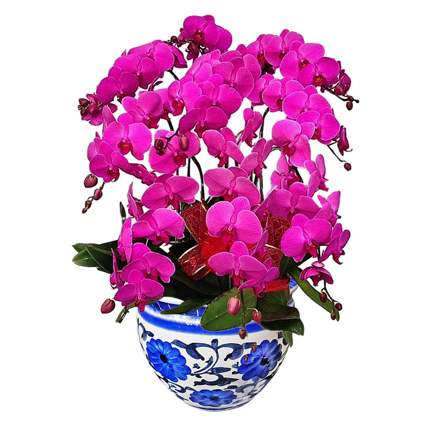 Classic Purple Orchid Majesty in Vase