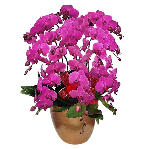 Classic Purple Orchid Majesty in Vase