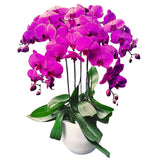 Classic Purple Orchid Majesty in Vase