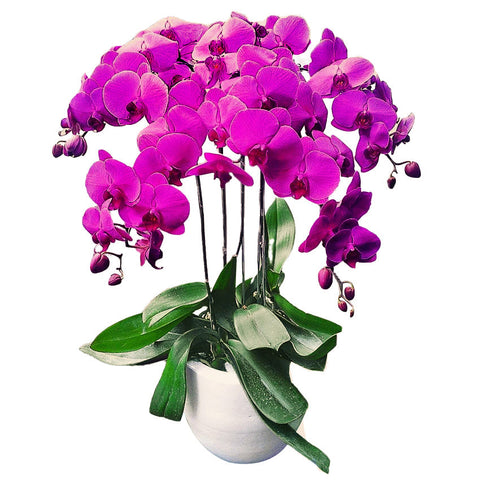 Classic Purple Orchid Majesty in Vase
