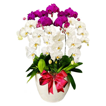 Classic Mixed Orchid Majesty in Vase