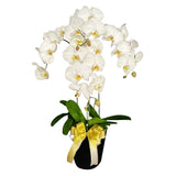 Classic White Orchid Majesty in Vase