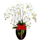 Classic White Orchid Majesty in Vase