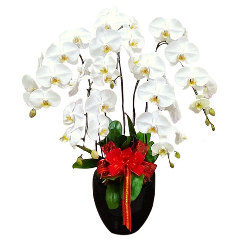 Classic White Orchid Majesty in Vase