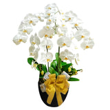 Classic White Orchid Majesty in Vase