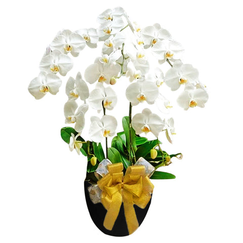 Classic White Orchid Majesty in Vase