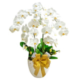 Classic White Orchid Majesty in Vase