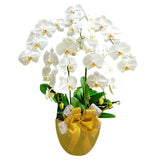 Classic White Orchid Majesty in Vase