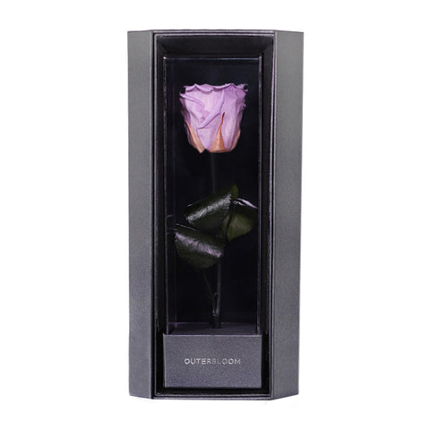 Enchanted Love Pirouette - Majestic Lilac