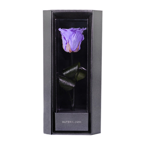 Enchanted Love Pirouette - Posh Purple