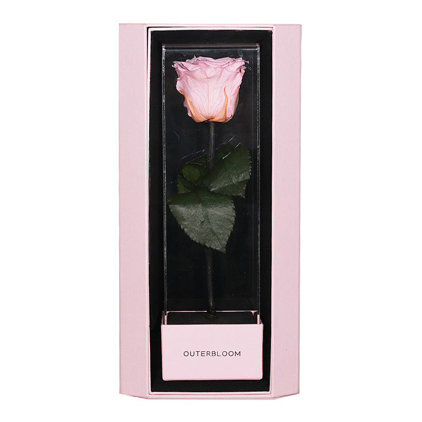 Enchanted Love Pirouette Special Edition - Innocent Pink