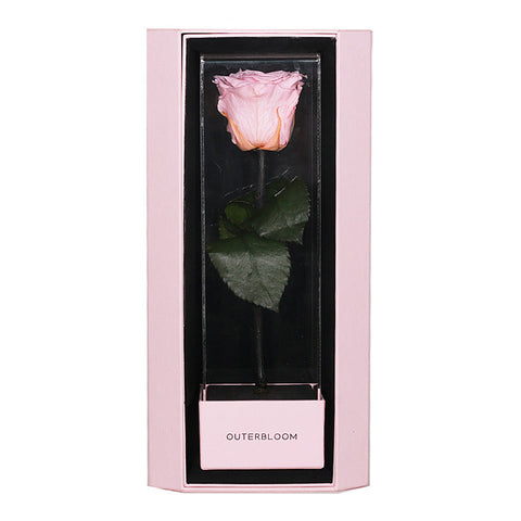 Enchanted Love Pirouette Special Edition - Innocent Pink