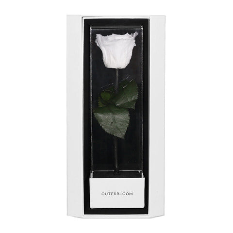 Enchanted Love Pirouette Special Edition - Angelic White