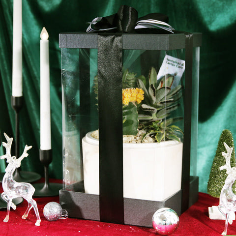 Green Atlantis Succulent