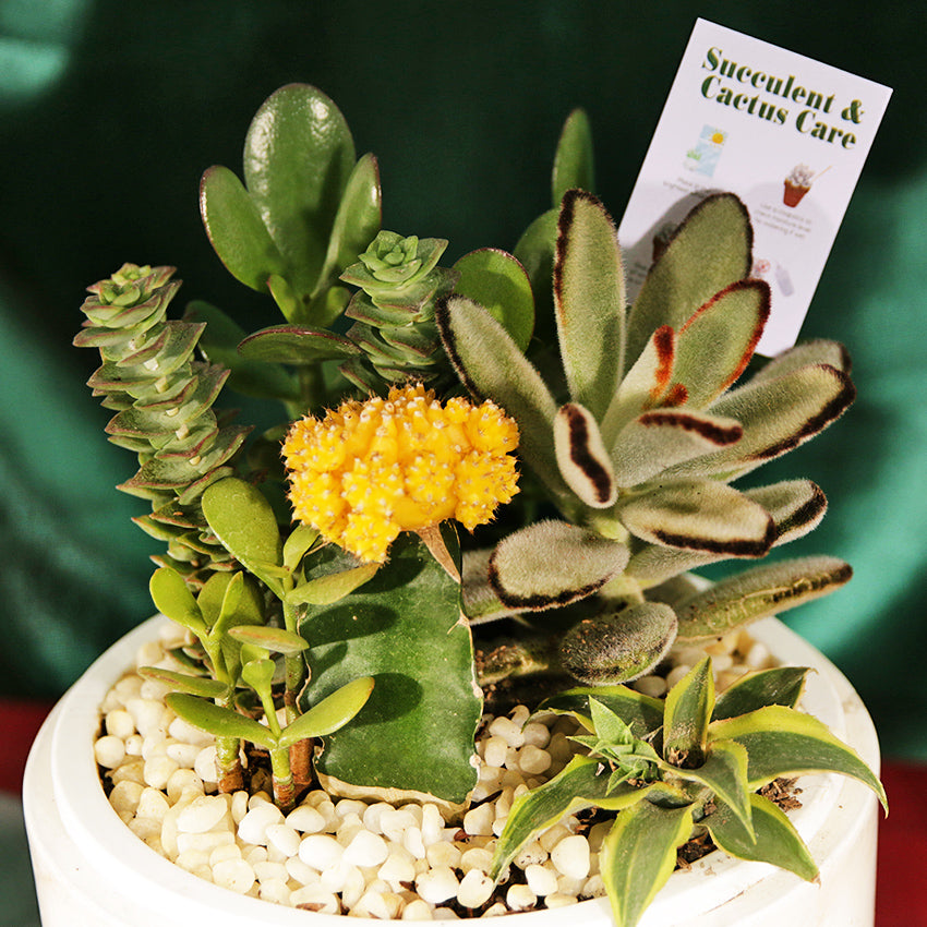 Green Atlantis Succulent