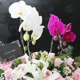 Imperial Orchid in Vase