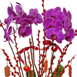 Lucky Orchid in Vase