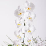 Majestic Rainbow in Vase