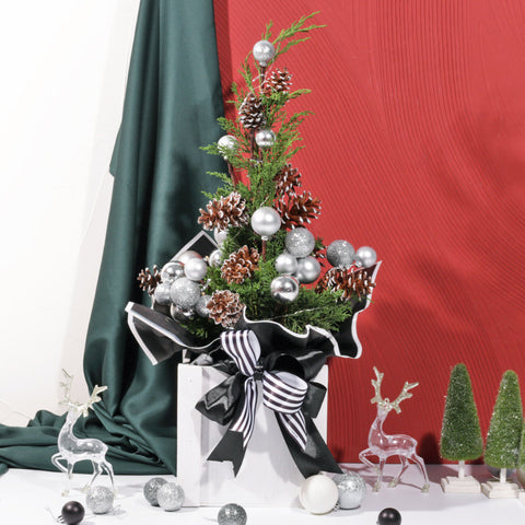 Outerbloom Silver Twinkle Pine in Pot