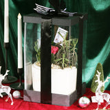 Sugar Sand Succulent