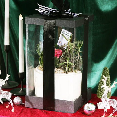 Sugar Sand Succulent