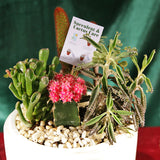 Sugar Sand Succulent