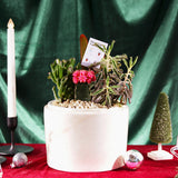 Sugar Sand Succulent