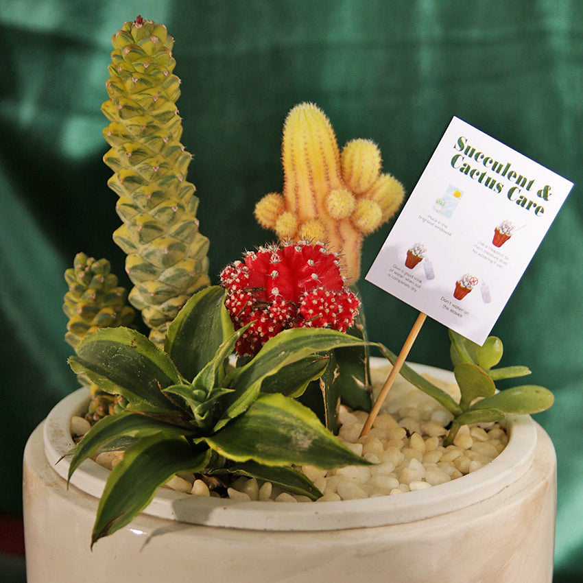 The Savanna Succulent
