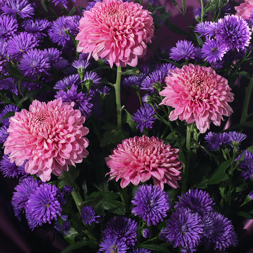 The Viola Bouquet