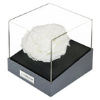 Astoria Momento - Angelic White