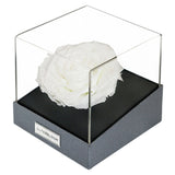 Astoria Momento - Angelic White