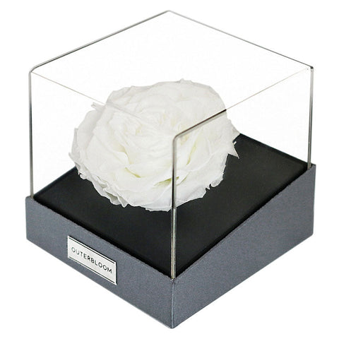 Astoria Momento - Angelic White