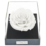 Astoria Momento - Angelic White